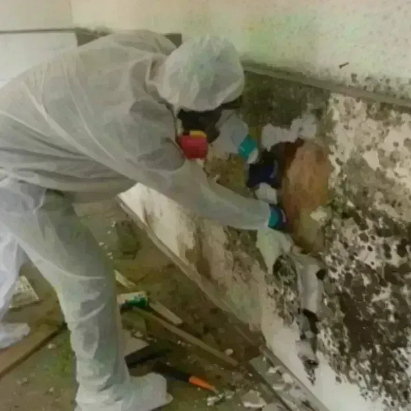 Mold Remediation and Removal in Rock Port, MO